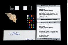 Foto (Objekt + Etikett) von Cyclothyreus sp.  (NHMW-GEO-1990-0041-4766)